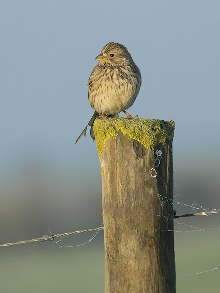 Harmaasirkku, Corn Bunting, Emberiza calandra